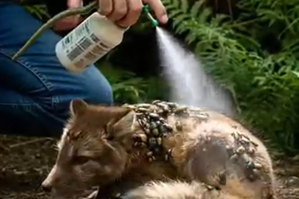 π¦π Fox Flags Down Car on Forest Road β What the Driver Finds Next Will Melt Your Heart π