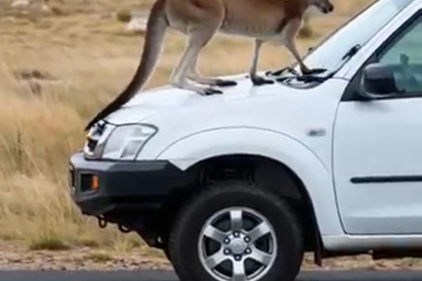 🦘🚗 Kangaroo Flags Down Car on Remote Road — But It Wasn’t for Food or Fight… It Was for Help 😢