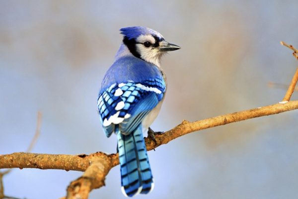 The Story of a Unique Beautiful Blue Jay with Baby Feathers