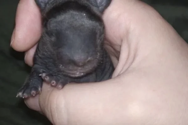 Man brought home a strange creature from the forest. A year later, he was sh0cked by what had grown out of it