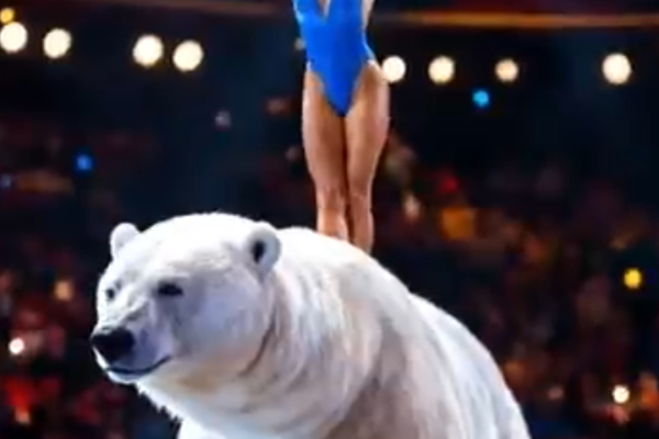 She Brought a White Bear On Stage… What Happened Next SHOCKED Everyone! 😱🐻