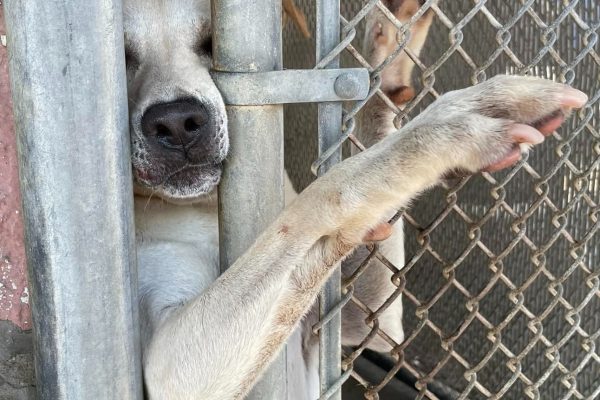Each day, this dog reaches out to strangers, praying for a family