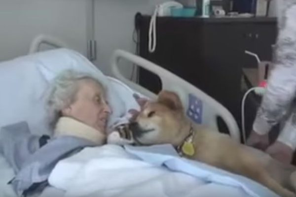 The Story of a Remedy Doggy Who Really Does a Great Job for the Hospital Patients