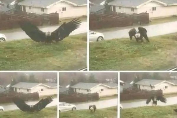 Giant Eagle captured in Bro…