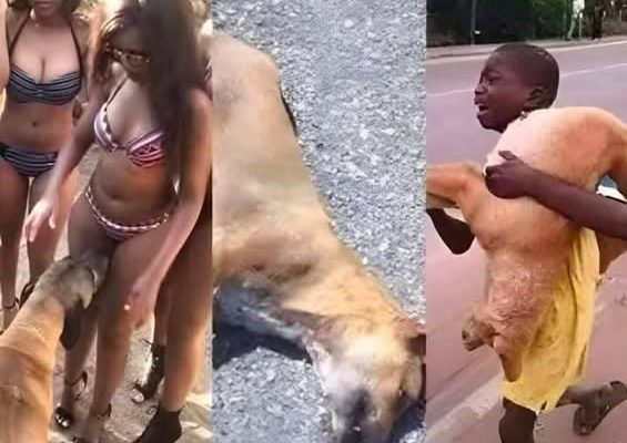 If your dog is sniffing your genital area, it means you have…