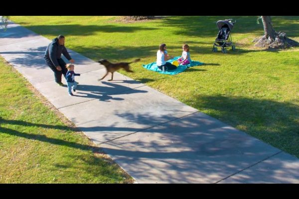 Scenario training: Dog saves child from being kidnapped in nearby park