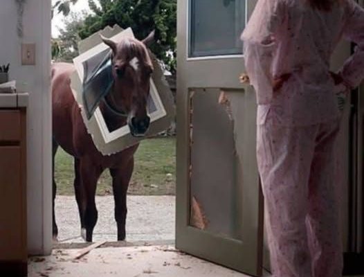 THE HORSE BROKE THROUGH OUR KITCHEN DOOR—AND I WOKE UP TO A NIGHTMARE