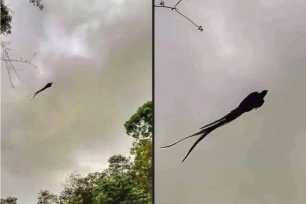 Majestic captured in Mexico…See More