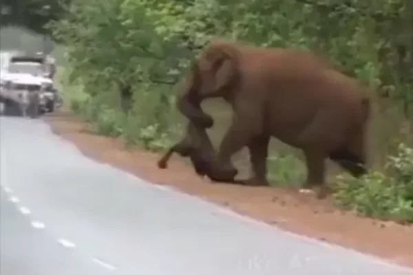 Passersby Stop Dead In Their Tracks When They See What Elephant Is Carrying With Its Trunk Across The Road