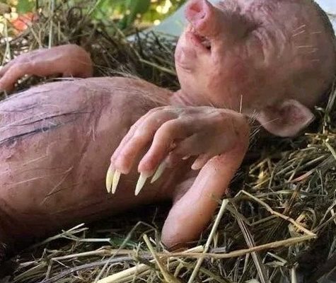 A bizarre community gave birth to a pig that was half human, half pig