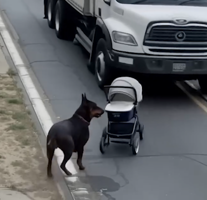 Hero Doberman Sprints to Save Baby from Oncoming Truck in Heart-Stopping Rescue