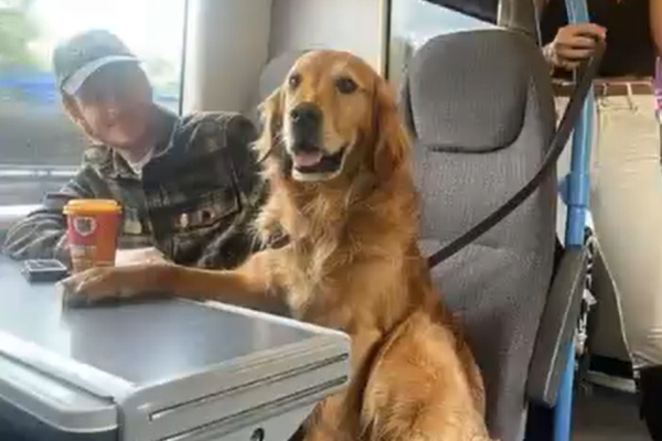 A Train Ride and a Knowing Dog Posted onJune 3, 2025 Byauthor authorNo Commentson A Train Ride and a Knowing Dog