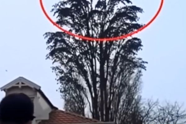 He was just filming a tree. But at 0:18 something happened