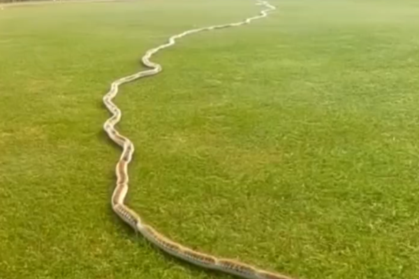 I Thought It Was Just a Rope in the Grass — Then I Looked Closer…