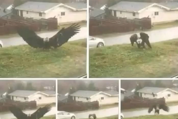Giant Eagle Captured In Brownsville, Texas: A Stunning Discovery