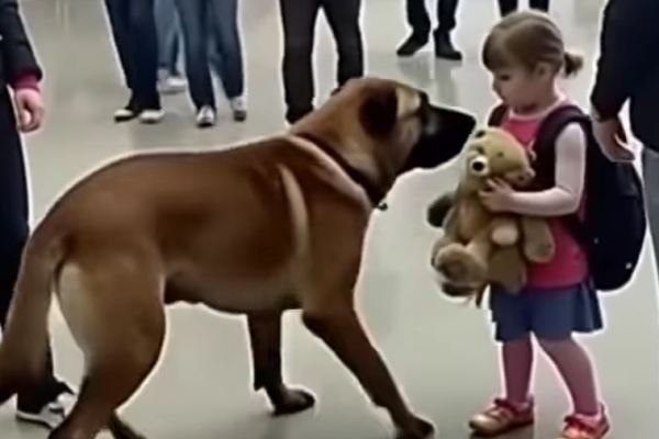 Sniffer Dogs vs. Smugglers: Dramatic Airport Showdowns