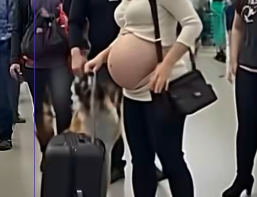 Sniffer Dog Won’t Back Down: Is This Passenger Hiding Dr*gs?