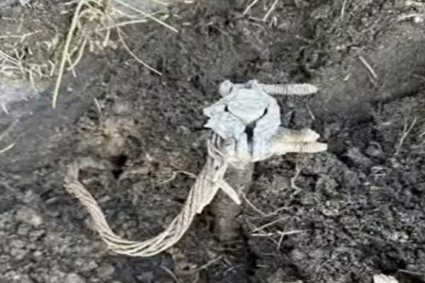 I Found a Weird Wire in My Yard…