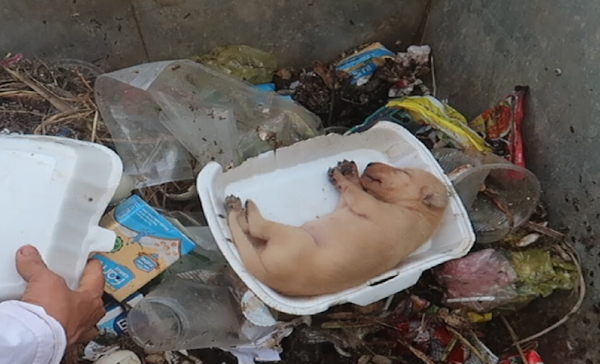 Starving Puppy Collapses from Exhaustion—Then a Stranger Changes Everything