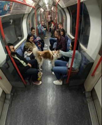 Train interactions with my Dog!! #youtubeshorts #shorts #husky #london #tube #underground #subway