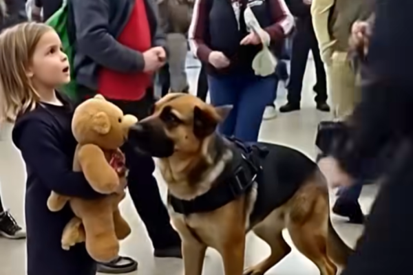 Airport K9 Alerts to Single Mom’s Son’s Teddy Bear – What Police Find Leaves Everyone Stunned