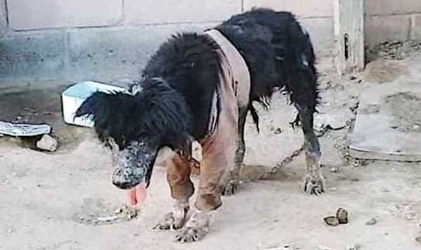 Shotley’s Journey: From Neglect to a Loving Home