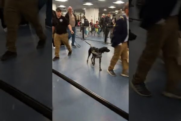 The drug sniffing dog at the Minneapolis & Las Vegas airports- caught on camera in Vegas 2022