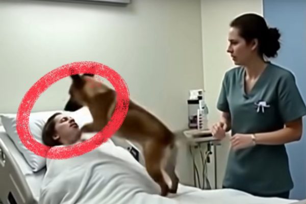 The Happiest Day of His Life Was Her Last: A Dog’s Goodbye to His Dying Owner