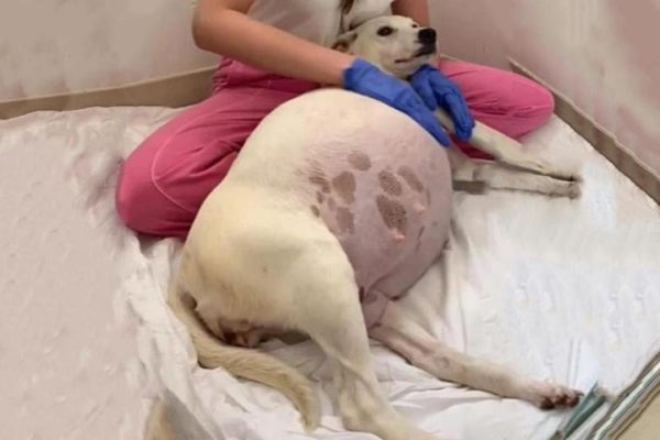 63 days pregnant and running out of options, a desperate dog showed up at my gate—what happened next will warm your heart.
