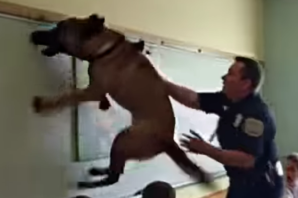 K9 Dog Rips School Painting – What He Uncovered Behind It Changed Everything Forever