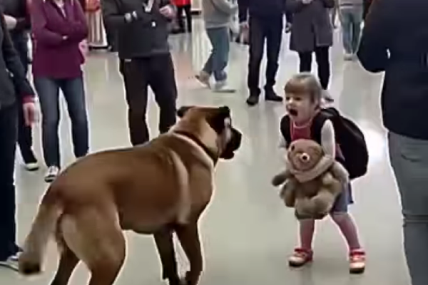 Sniffer Dogs vs. Smugglers: Dramatic Airport Showdowns