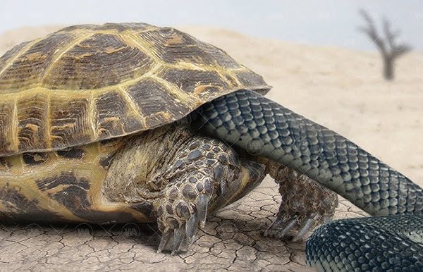 Snakes eat turtles as food..but when they see a turtle doing this, they have to