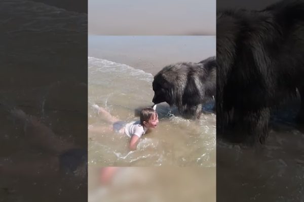 Dog Decides to Rescue Girl Playing in Ocean