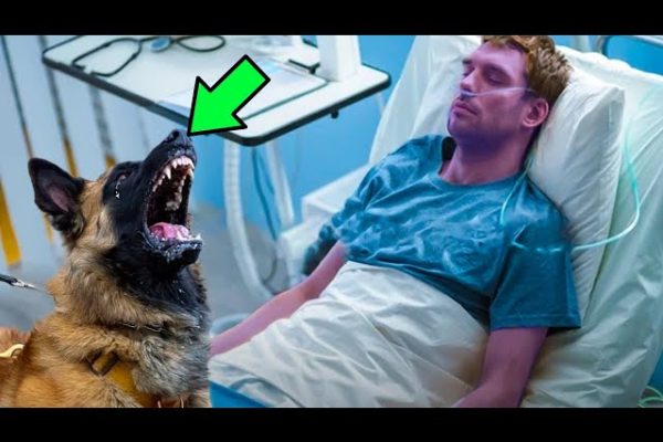 Dog Was About to Say Goodbye to Its Dying Owner, Then It Noticed Something ODD & Stopped the Doctor!