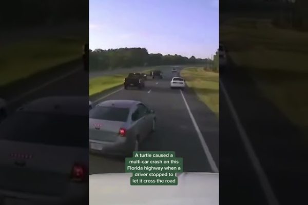 Driver braking for turtle causes multi-car accident in Florida #shorts