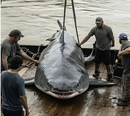 They Tried to Rescue the Shark… But Seconds Later, It Did the Unthinkable.Full story: 👇