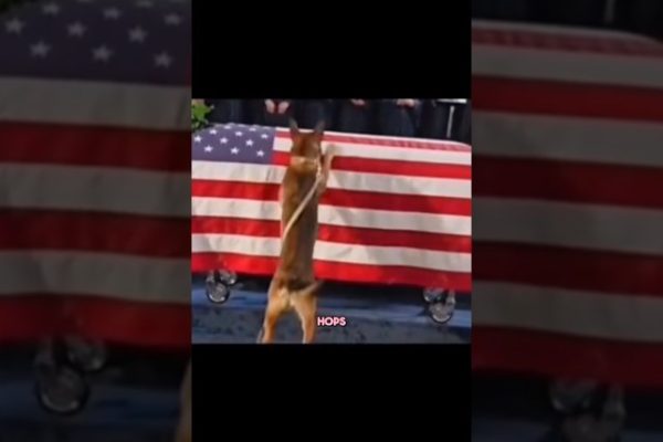 Pet at his owner’s funeral