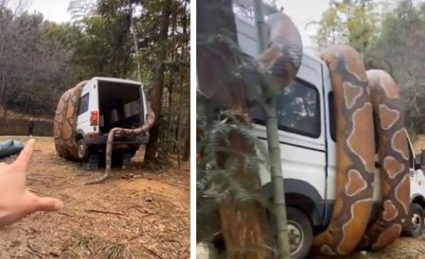 Giant Snake Stuns Park Visitors – But There’s a Twist