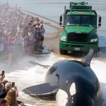 Stranded Orca Saved in Epic Rescue Mission—You Won’t Believe What They Found on Its Skin