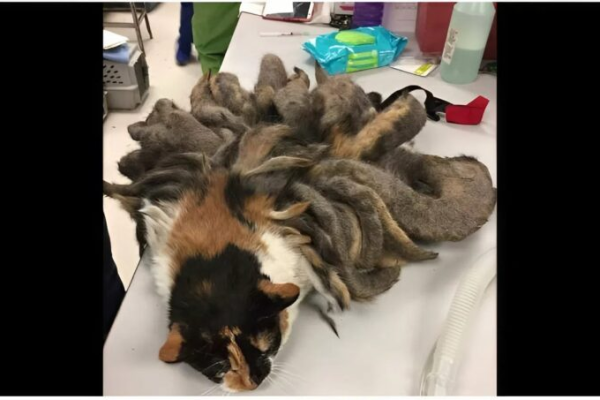 The animal found by police revealed the worst case of neglect they had ever seen — what followed broke the hearts of even the most seasoned officers and shocked the entire community.