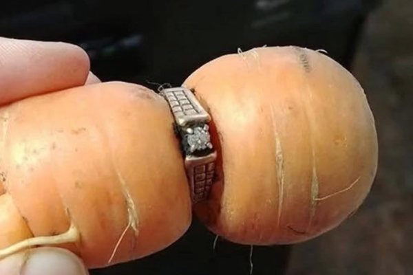 Woman Lost Her Engagement Ring While Gardening Finds It 15 Years Later Around Carrot