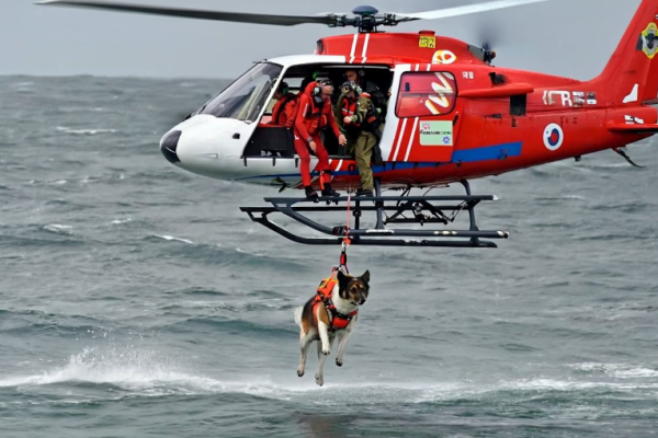 A Rescue Dog Leapt From a Helicopter—Then I Knew Who He Was Saving