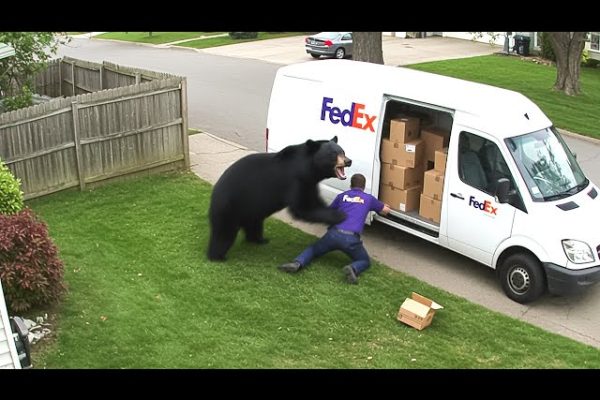 Delivery Drivers vs Animals | When Things Go Wrong